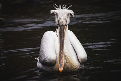 Close-up of pelican in lake