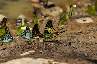 Close-up of butterfly on ground