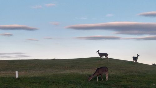 Horses in a field