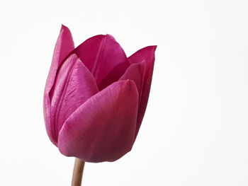 Close-up of red tulip flower against white background