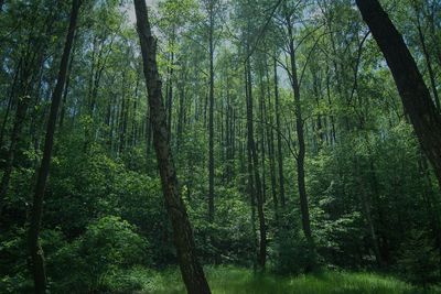 Low angle view of trees in forest