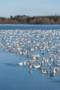 Flock of geese on  lake