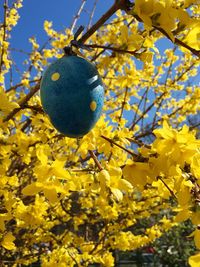 Low angle view of easter egg attached to yellow flowering tree branch