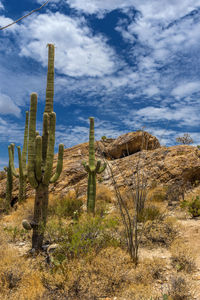 Cactus growing on field against sky