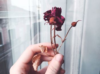 Close-up of cropped hand holding flower