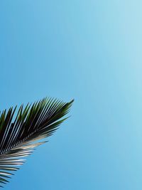 Low angle view of palm leaf against blue sky
