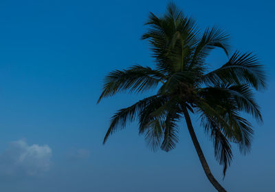 Low angle view of palm tree against sky