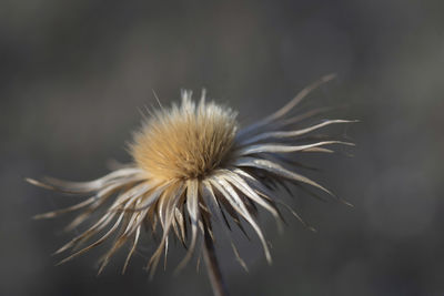 Close-up of wilted dandelion