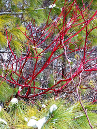Close-up of flowering plants during winter