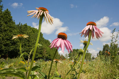 Close-up of flowering plant against sky. echinacea flower
