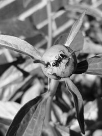 Close-up of plant