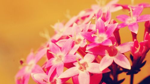 Close-up of pink flower