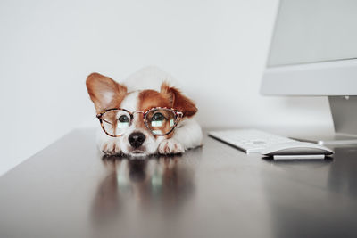 Cute jack russell dog wearing eye wear working at home office on computer. tech and pets