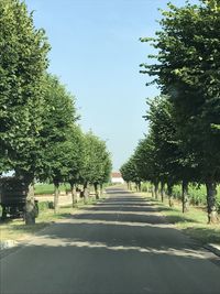 Empty road along trees in city