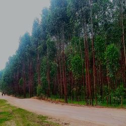 View of trees on road