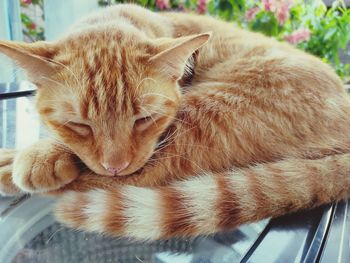 Close-up of a cat sleeping