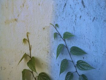 Close-up of plants growing in front of wall