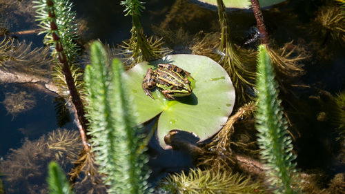 High angle view of frog on leaf