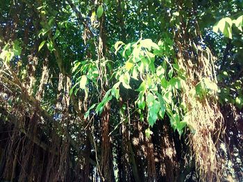 Low angle view of trees