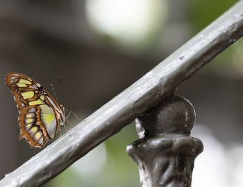 Close-up of butterfly on plant