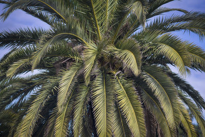 Low angle view of palm tree against sky