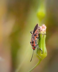 Close-up of insect on flower