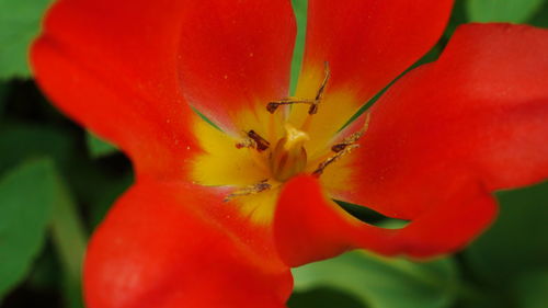 Close-up of red hibiscus flower