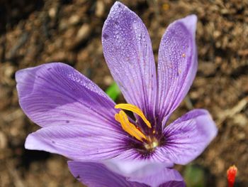Close-up of purple crocus flower