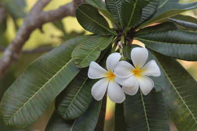 Close-up of frangipani on plant