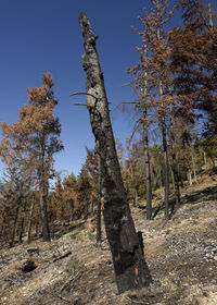 Low angle view of trees against sky