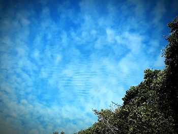 Low angle view of trees against blue sky