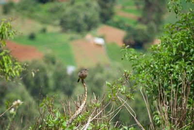 Close-up of a bird in a field