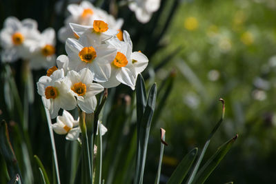 Close-up of white flowering plant