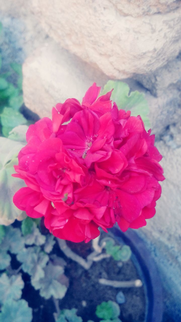 flower, petal, freshness, fragility, flower head, pink color, beauty in nature, growth, close-up, blooming, nature, plant, red, focus on foreground, in bloom, blossom, botany, pollen, day, no people, outdoors, selective focus, stamen, softness