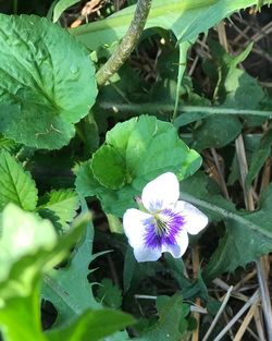 High angle view of purple flowering plant