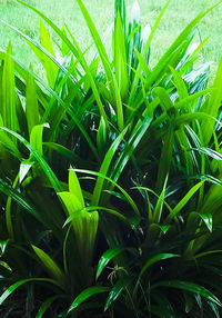 Full frame shot of plants