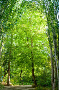 Low angle view of bamboo trees in forest