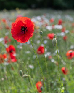 Close-up of red poppy on field