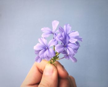 Close-up of hand holding purple flower against colored background
