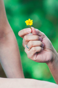 Cropped hand giving yellow flower to person