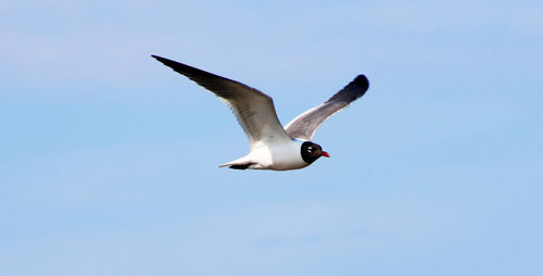 Low angle view of seagull flying in sky