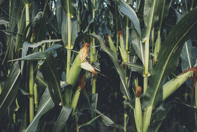 Close-up of fresh green plants on field