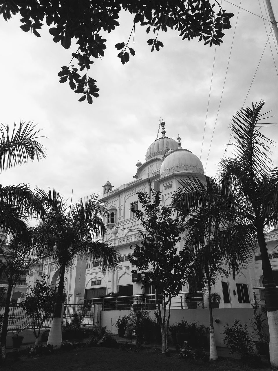 LOW ANGLE VIEW OF TREES AND BUILDING