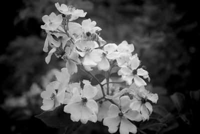 Close-up of cherry blossoms