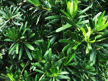 Full frame shot of plants