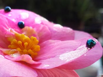 Close-up of honey bee on purple flower