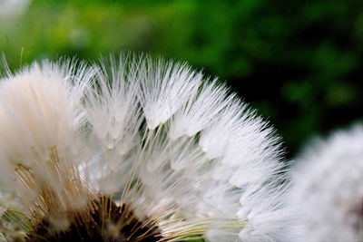 Close-up of white dandelion