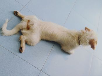 High angle view of dog resting on floor