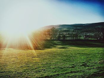 Sun shining through trees on grassy field