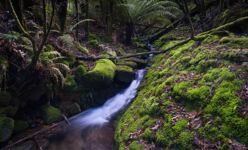 Scenic view of waterfall in forest